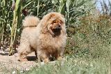CHOW CHOW 058